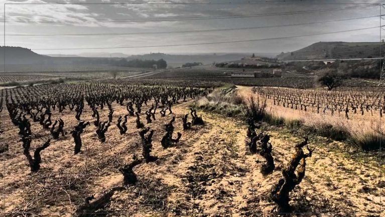a-pie-de-vina-bodegas-gobel